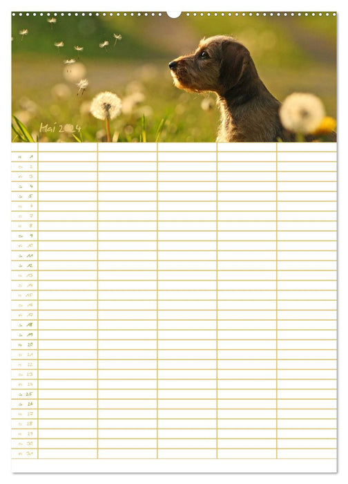 Dog planner for important events (CALVENDO wall calendar 2024) 