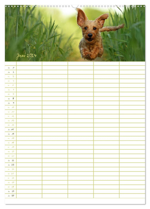 Dog planner for important events (CALVENDO wall calendar 2024) 