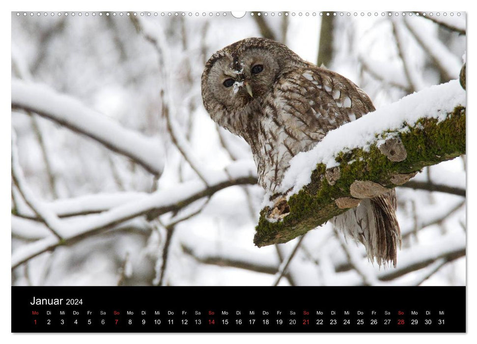 Tawny owls, photographed in Munich (CALVENDO Premium Wall Calendar 2024) 