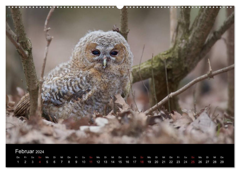 Chouettes hulottes, photographiées à Munich (Calendrier mural CALVENDO Premium 2024) 