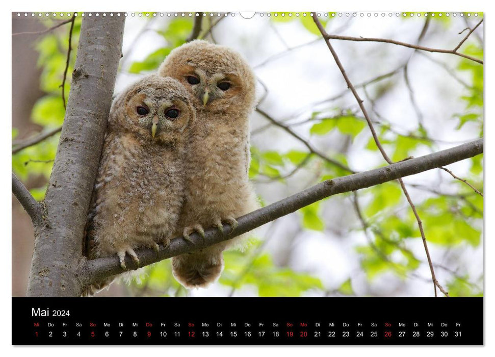 Chouettes hulottes, photographiées à Munich (Calendrier mural CALVENDO Premium 2024) 