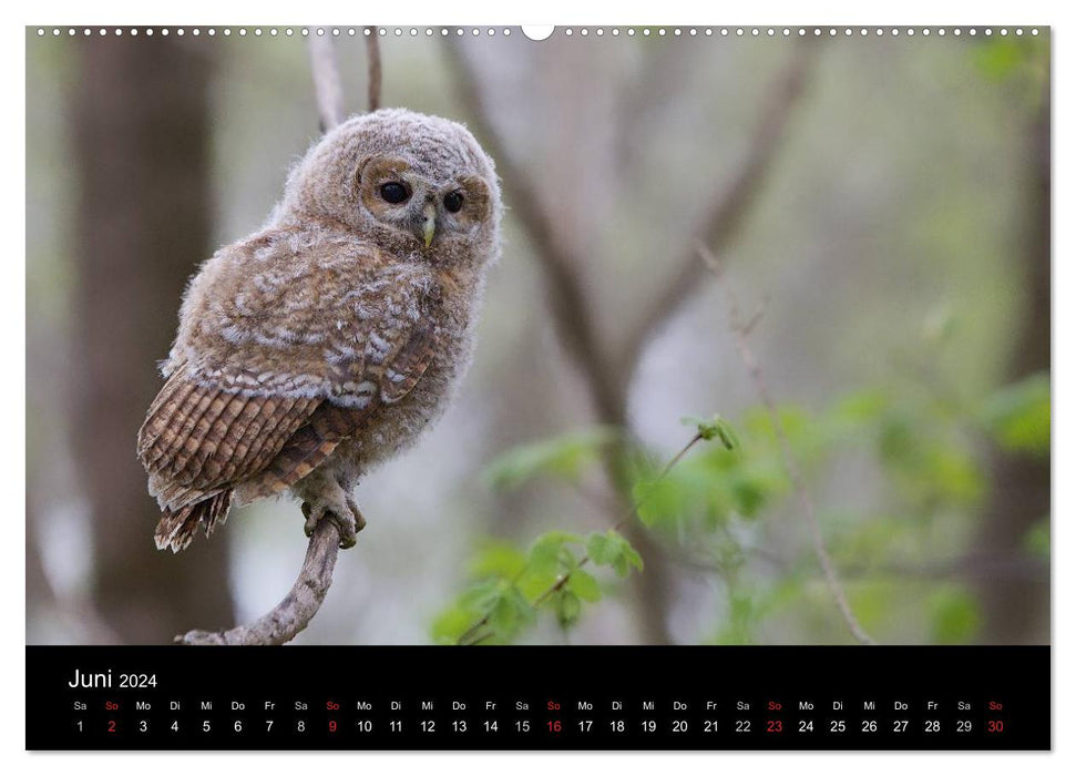 Chouettes hulottes, photographiées à Munich (Calendrier mural CALVENDO Premium 2024) 