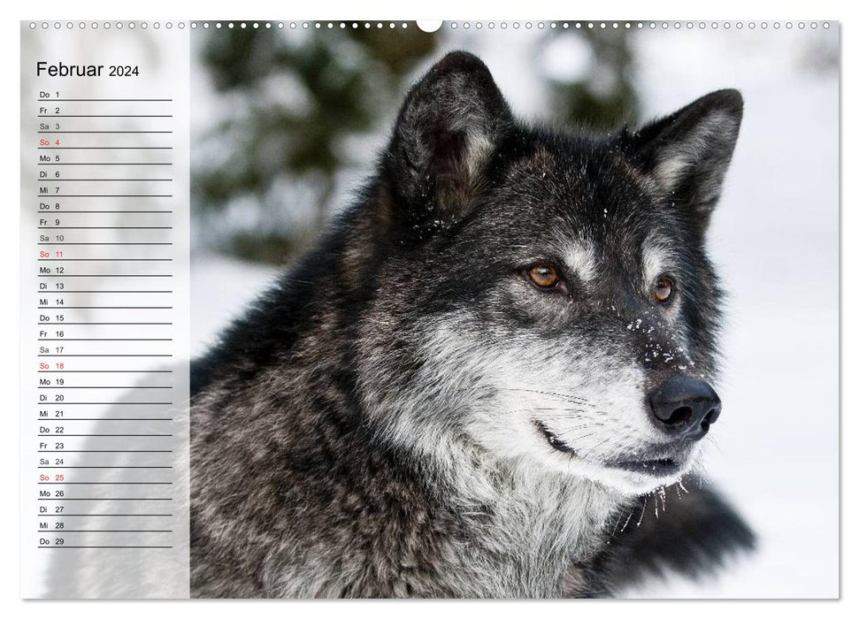 Wolves. Gray eminences (CALVENDO wall calendar 2024) 