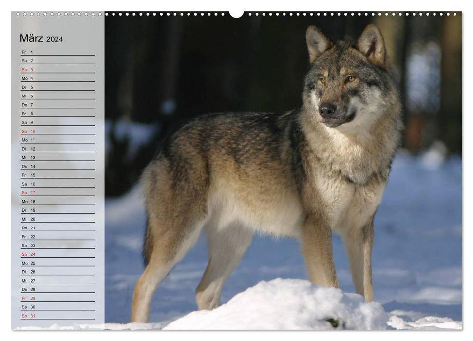 Loups. Éminences grises (Calendrier mural CALVENDO 2024) 