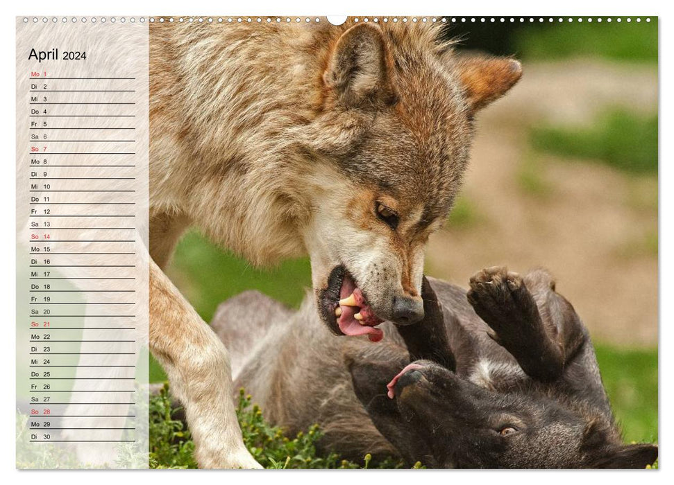 Wolves. Gray eminences (CALVENDO wall calendar 2024) 