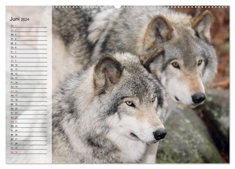 Loups. Éminences grises (Calendrier mural CALVENDO 2024) 