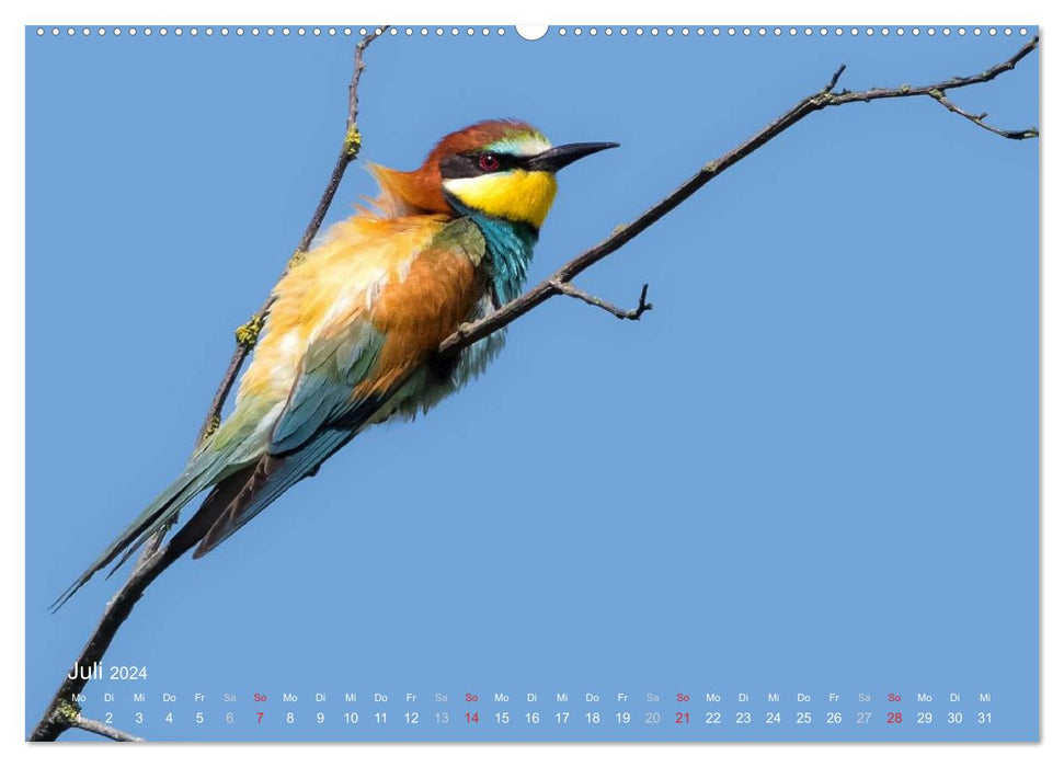 Vögel im Sucher (CALVENDO Premium Wandkalender 2024)