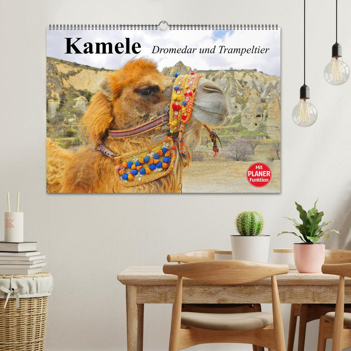 Camels. Dromedary and Bactrian camel (CALVENDO wall calendar 2024) 