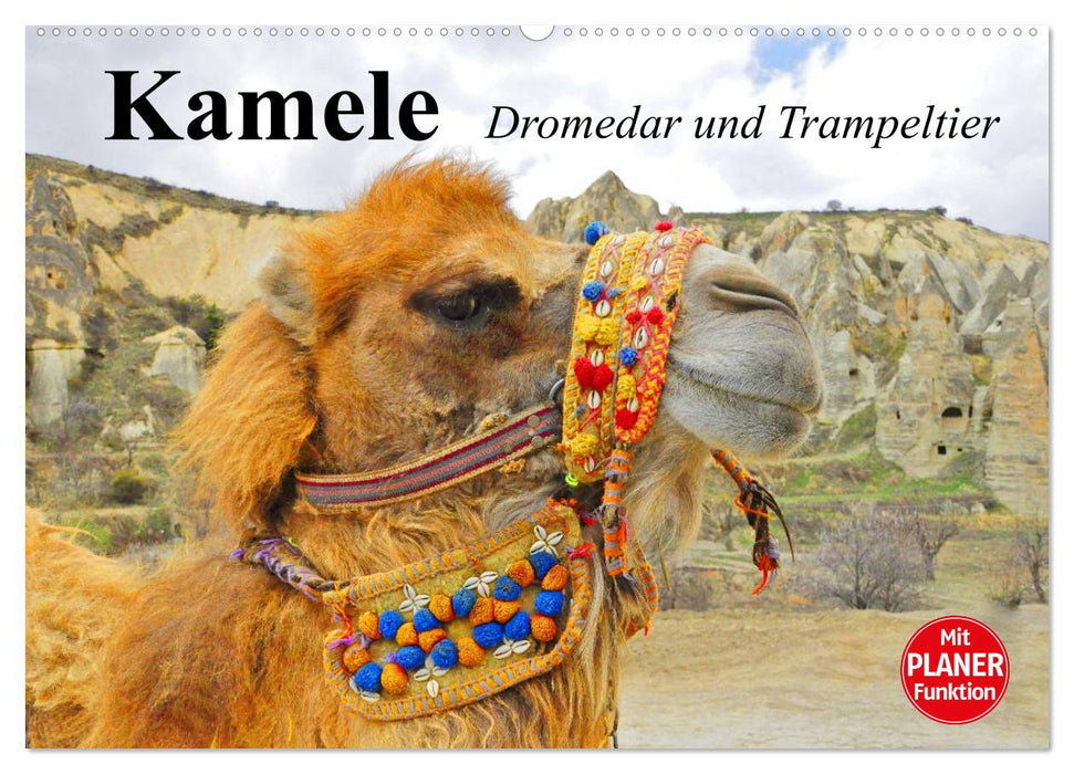 Camels. Dromedary and Bactrian camel (CALVENDO wall calendar 2024) 