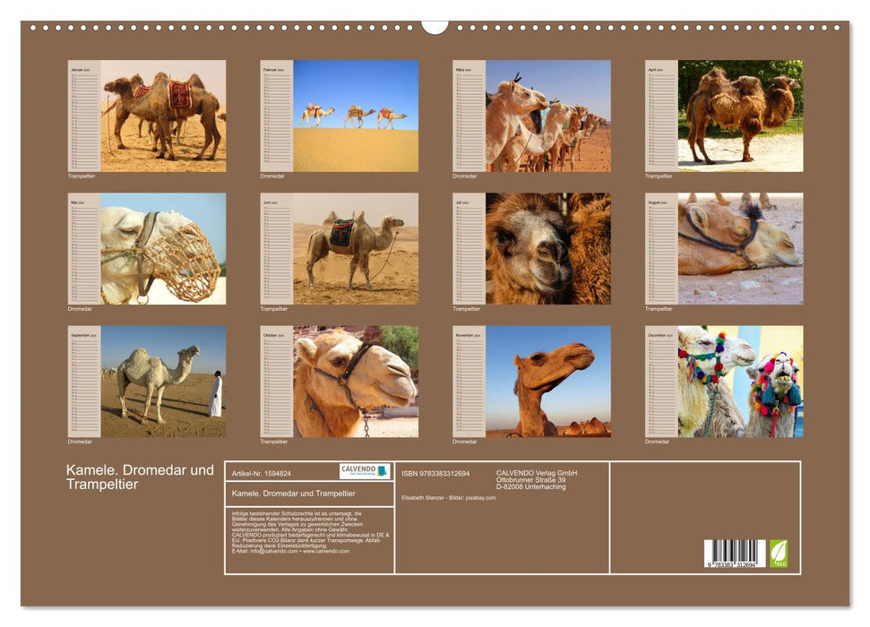 Camels. Dromedary and Bactrian camel (CALVENDO wall calendar 2024) 