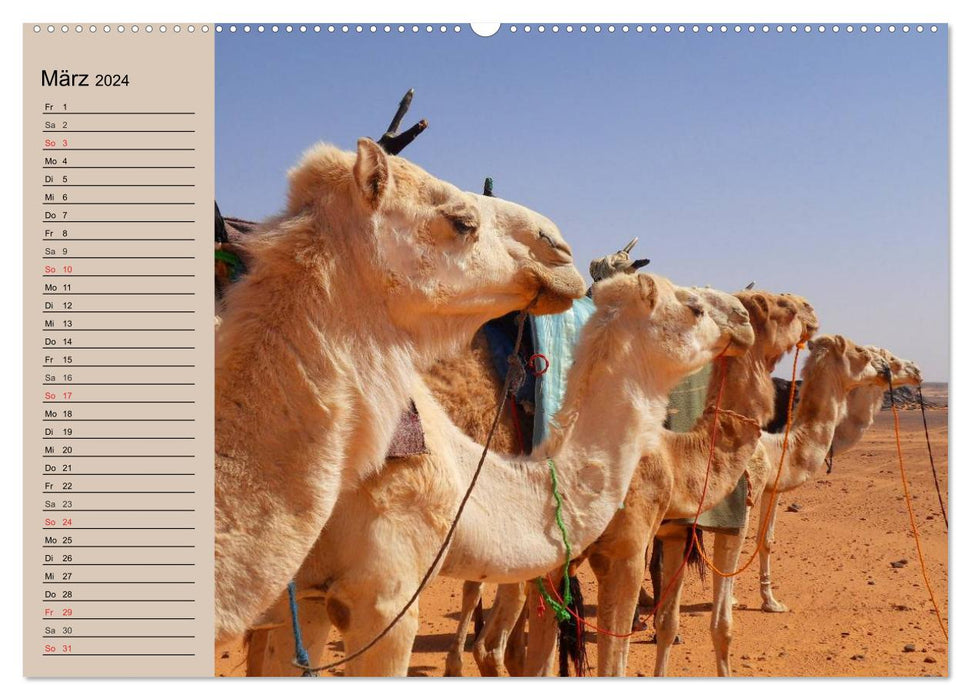 Camels. Dromedary and Bactrian camel (CALVENDO wall calendar 2024) 