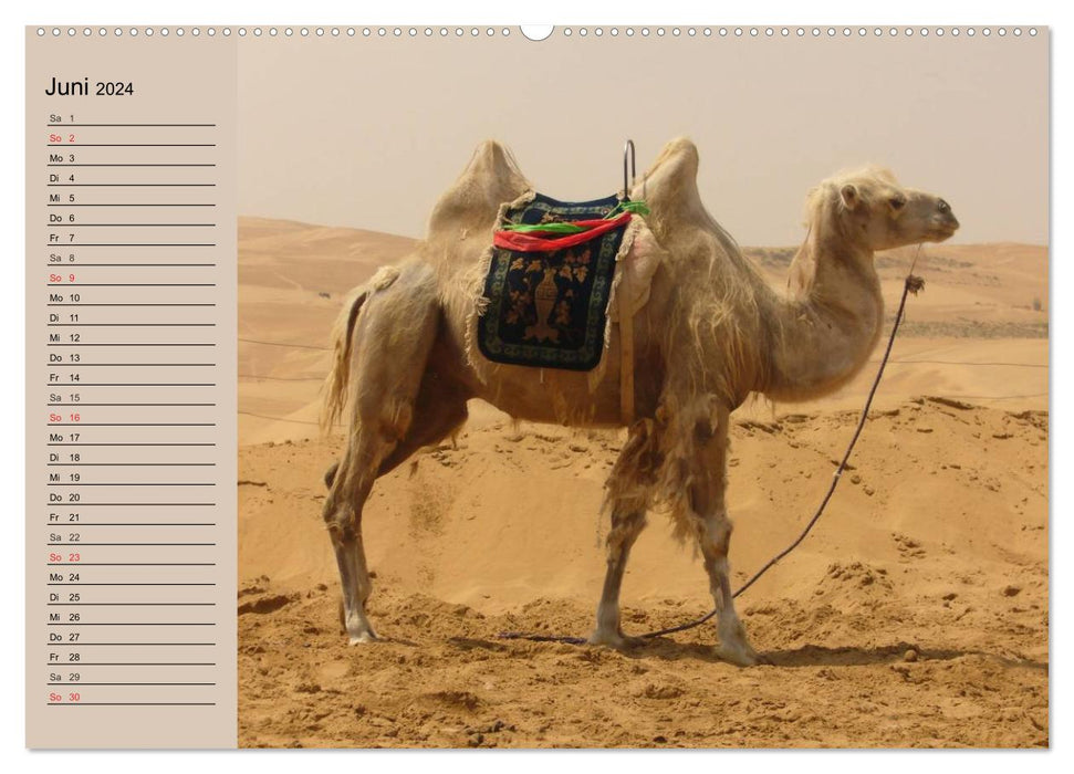 Camels. Dromedary and Bactrian camel (CALVENDO wall calendar 2024) 