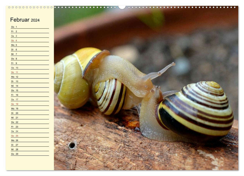 Schnecken. Witzige Schleimer (CALVENDO Wandkalender 2024)