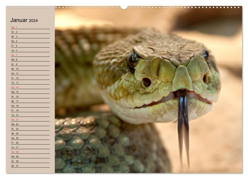 Poisonous snakes (CALVENDO wall calendar 2024) 