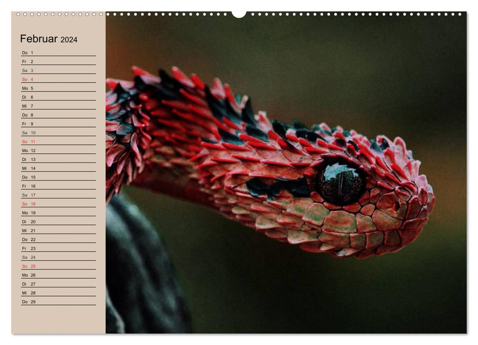 Poisonous snakes (CALVENDO wall calendar 2024) 