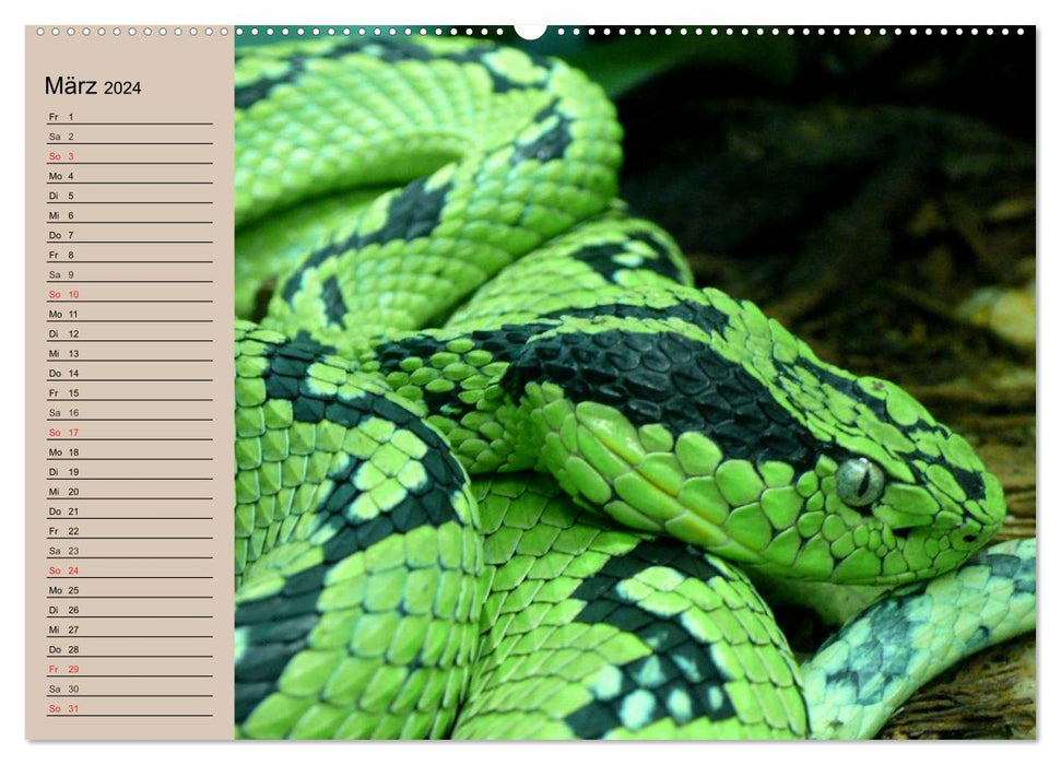 Poisonous snakes (CALVENDO wall calendar 2024) 