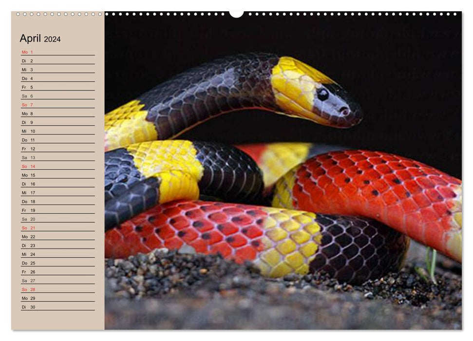 Serpents venimeux (Calendrier mural CALVENDO 2024) 