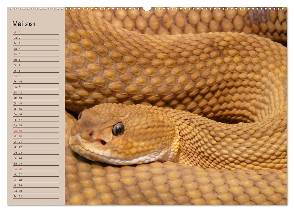 Poisonous snakes (CALVENDO wall calendar 2024) 