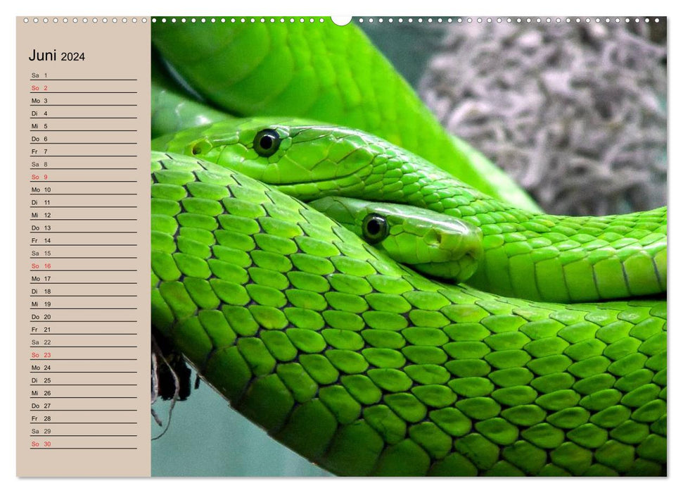 Poisonous snakes (CALVENDO wall calendar 2024) 