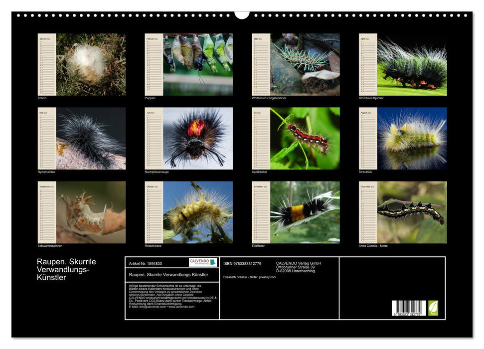 caterpillars. Bizarre quick-change artists (CALVENDO wall calendar 2024) 