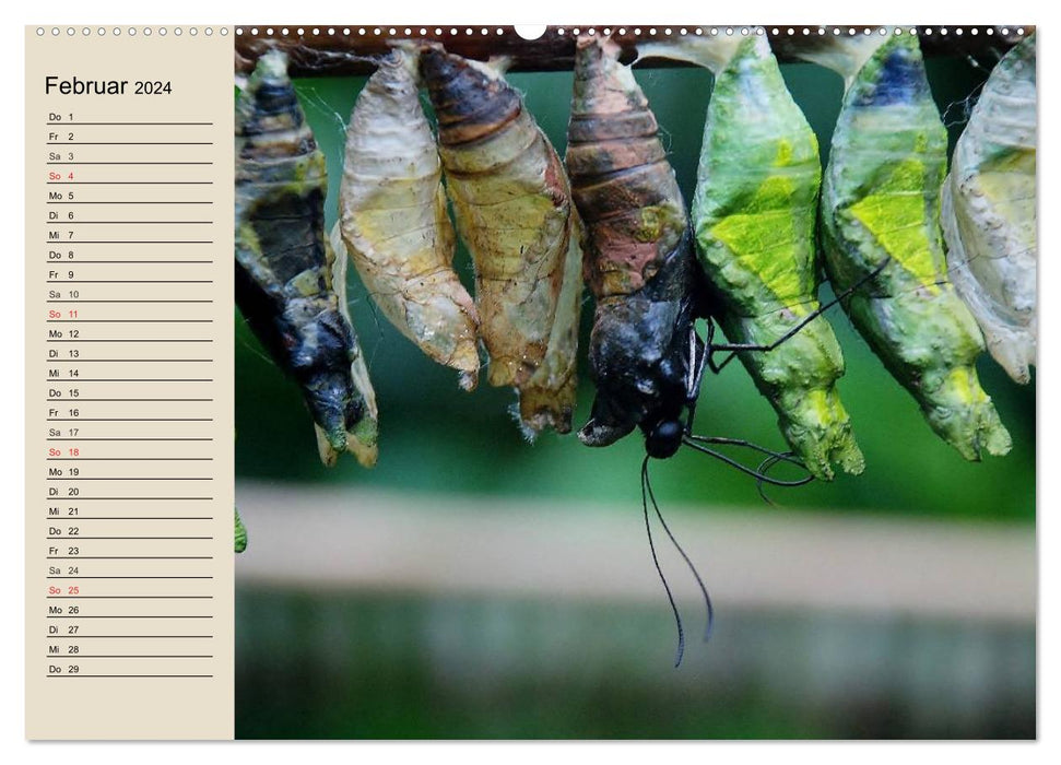caterpillars. Bizarre quick-change artists (CALVENDO wall calendar 2024) 
