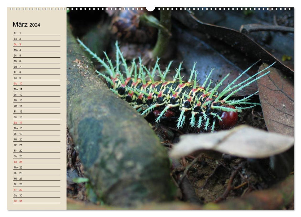 caterpillars. Bizarre quick-change artists (CALVENDO wall calendar 2024) 