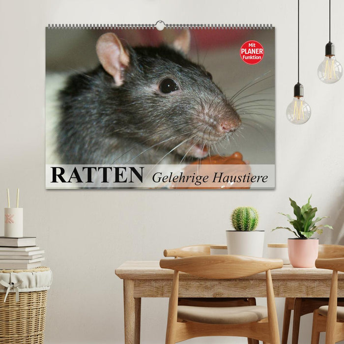 Ratten. Gelehrige Haustiere (CALVENDO Wandkalender 2024)