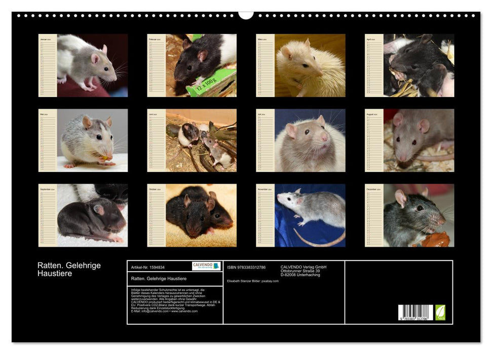 Les rats. Animaux dociles (Calendrier mural CALVENDO 2024) 