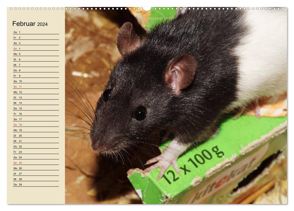 Les rats. Animaux dociles (Calendrier mural CALVENDO 2024) 