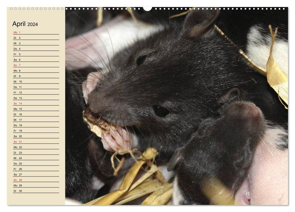 Ratten. Gelehrige Haustiere (CALVENDO Wandkalender 2024)