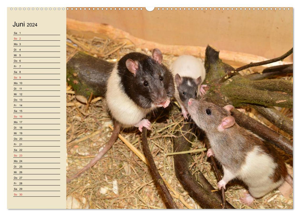 Rats. Docile pets (CALVENDO wall calendar 2024) 