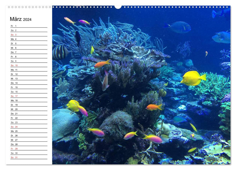 Fascination diving. Neptune's Empire (CALVENDO wall calendar 2024) 