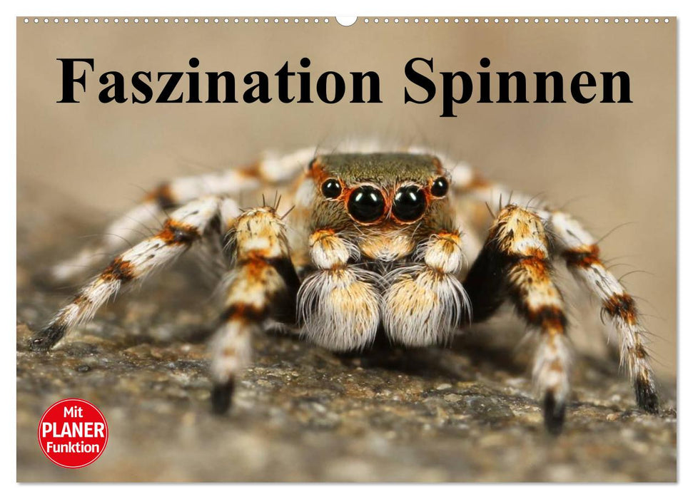 Faszination Spinnen (CALVENDO Wandkalender 2024)