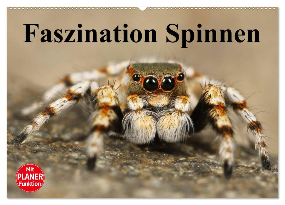 Fascination with spiders (CALVENDO wall calendar 2024) 