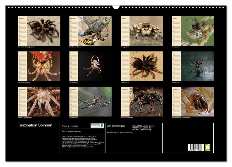 Fascination with spiders (CALVENDO wall calendar 2024) 