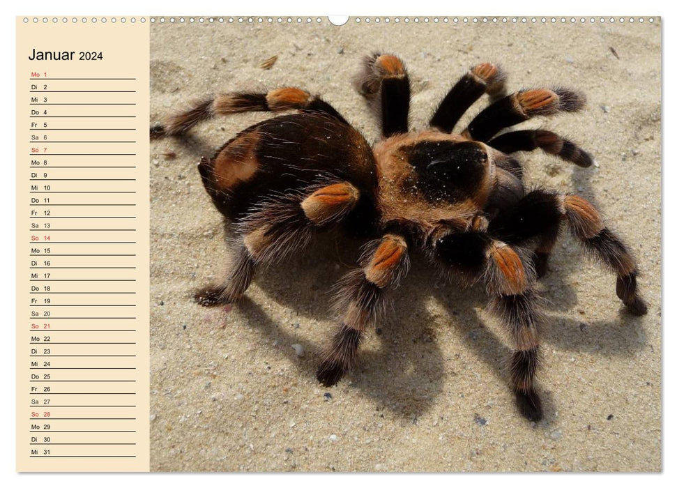 Fascination avec les araignées (Calendrier mural CALVENDO 2024) 
