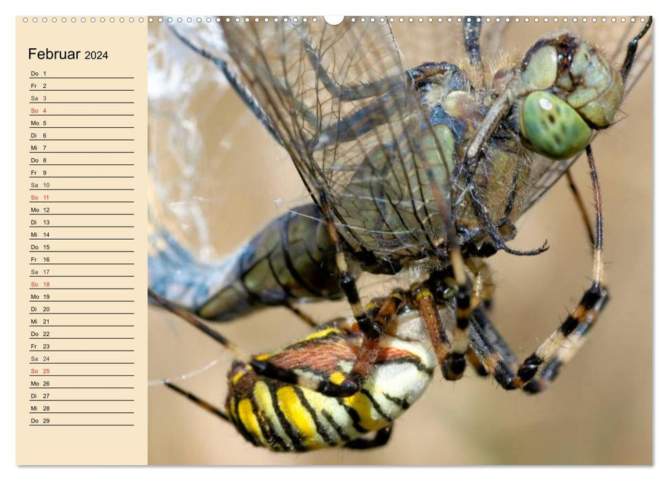 Fascination with spiders (CALVENDO wall calendar 2024) 