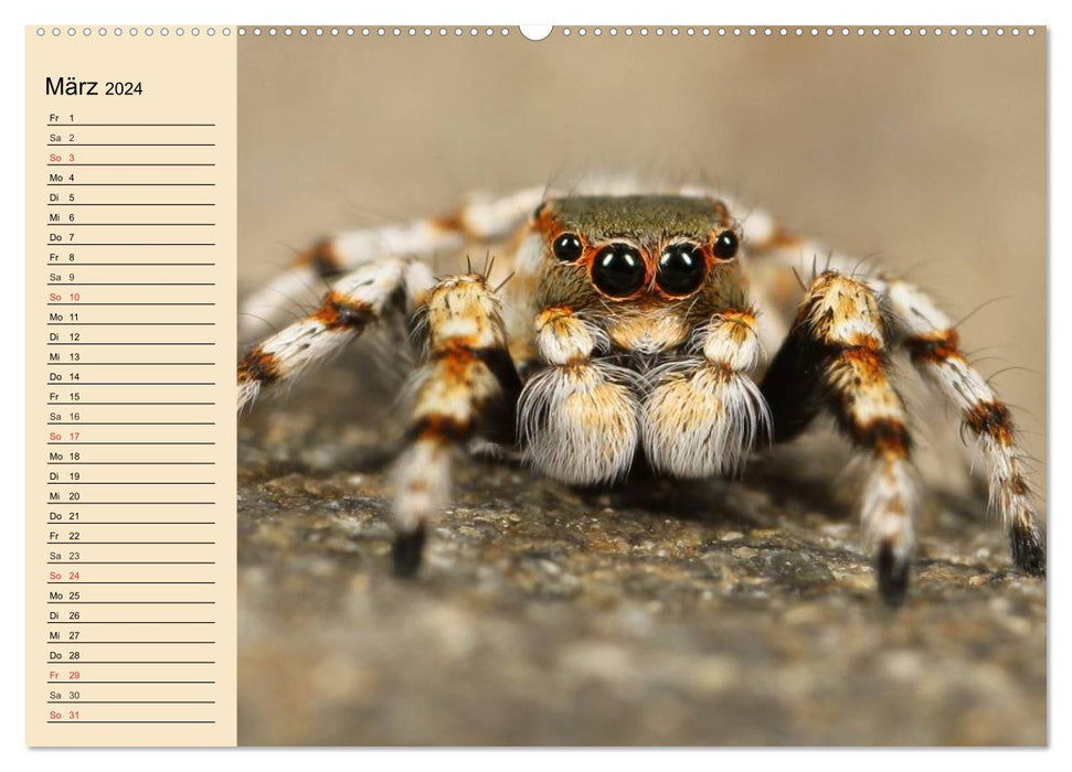 Fascination with spiders (CALVENDO wall calendar 2024) 