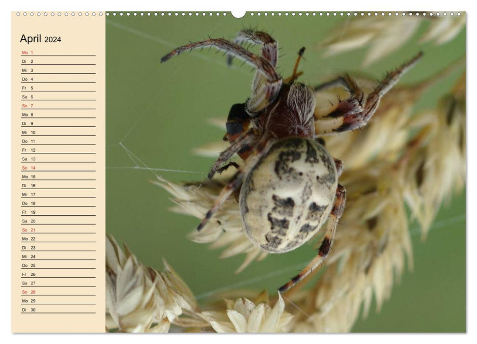 Fascination with spiders (CALVENDO wall calendar 2024) 