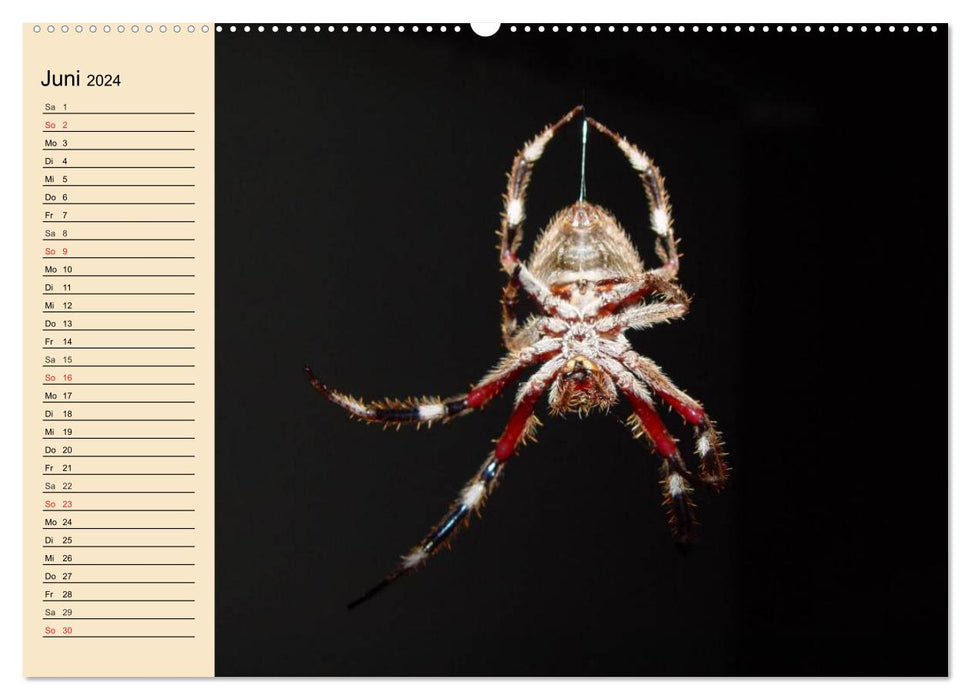 Fascination with spiders (CALVENDO wall calendar 2024) 