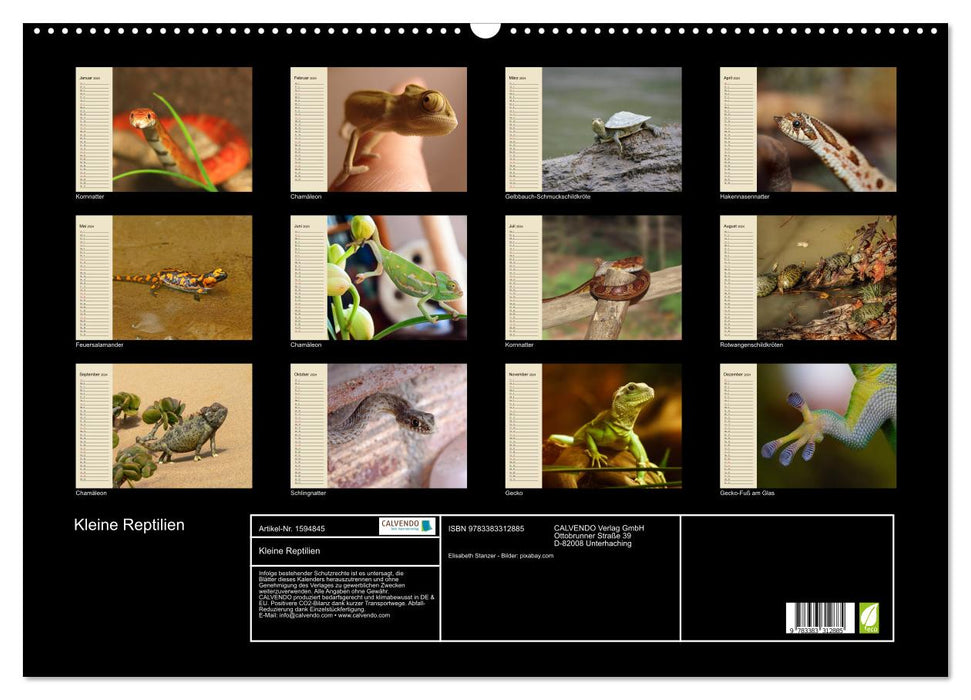 Small reptiles (CALVENDO wall calendar 2024) 