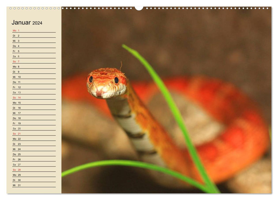 Small reptiles (CALVENDO wall calendar 2024) 