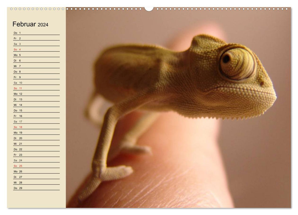Kleine Reptilien (CALVENDO Wandkalender 2024)