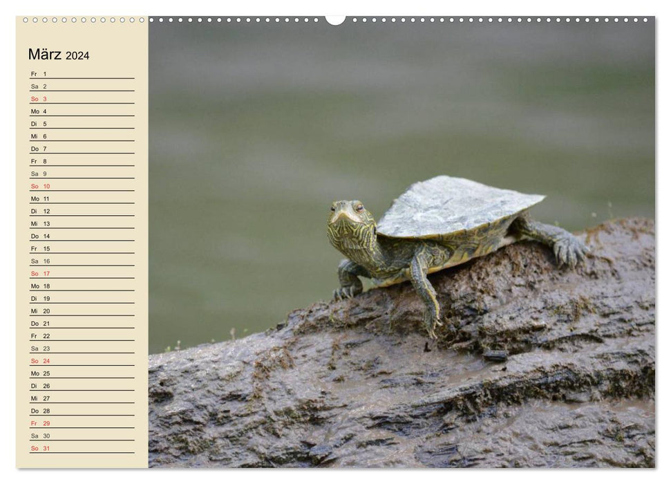 Small reptiles (CALVENDO wall calendar 2024) 