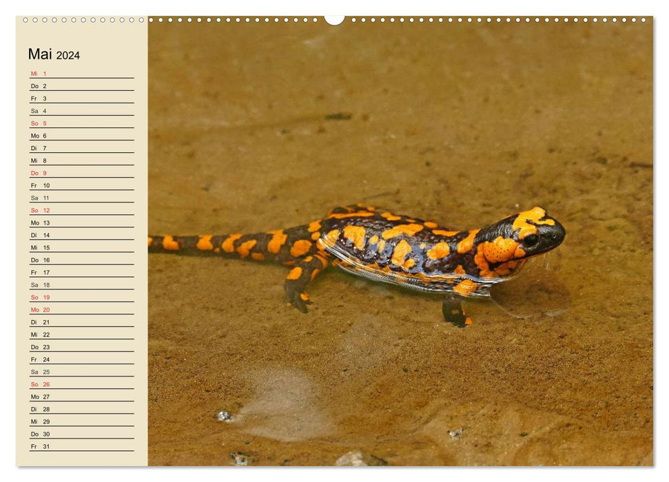 Petits reptiles (Calendrier mural CALVENDO 2024) 