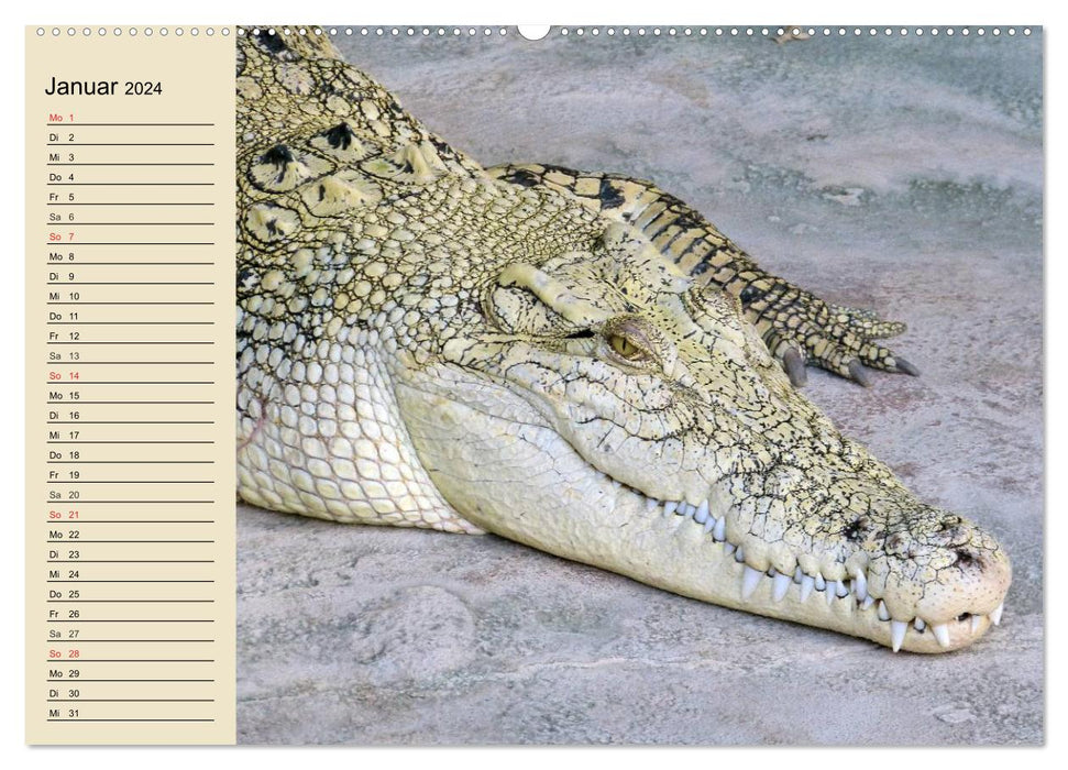 Crocodiles and alligators (CALVENDO wall calendar 2024) 