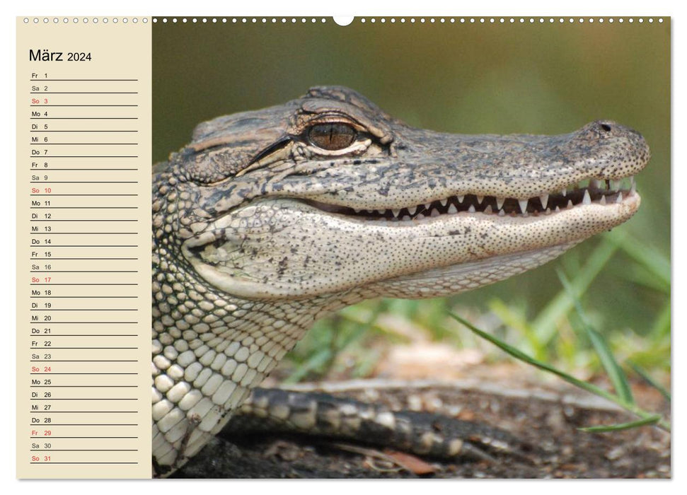 Crocodiles and alligators (CALVENDO wall calendar 2024) 