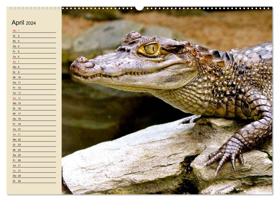 Krokodile und Alligatoren (CALVENDO Wandkalender 2024)