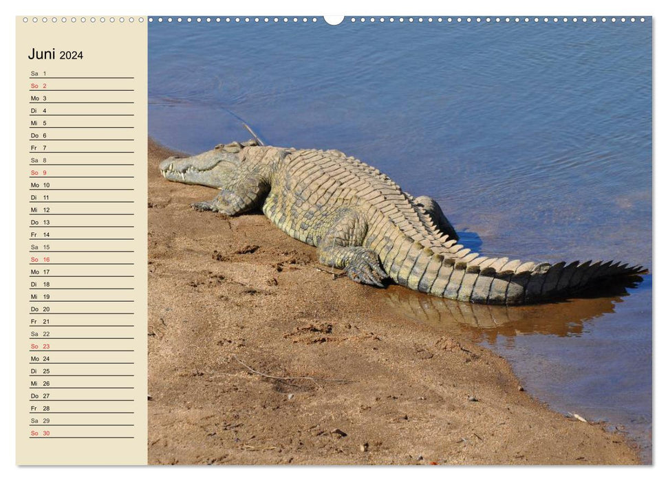 Krokodile und Alligatoren (CALVENDO Wandkalender 2024)