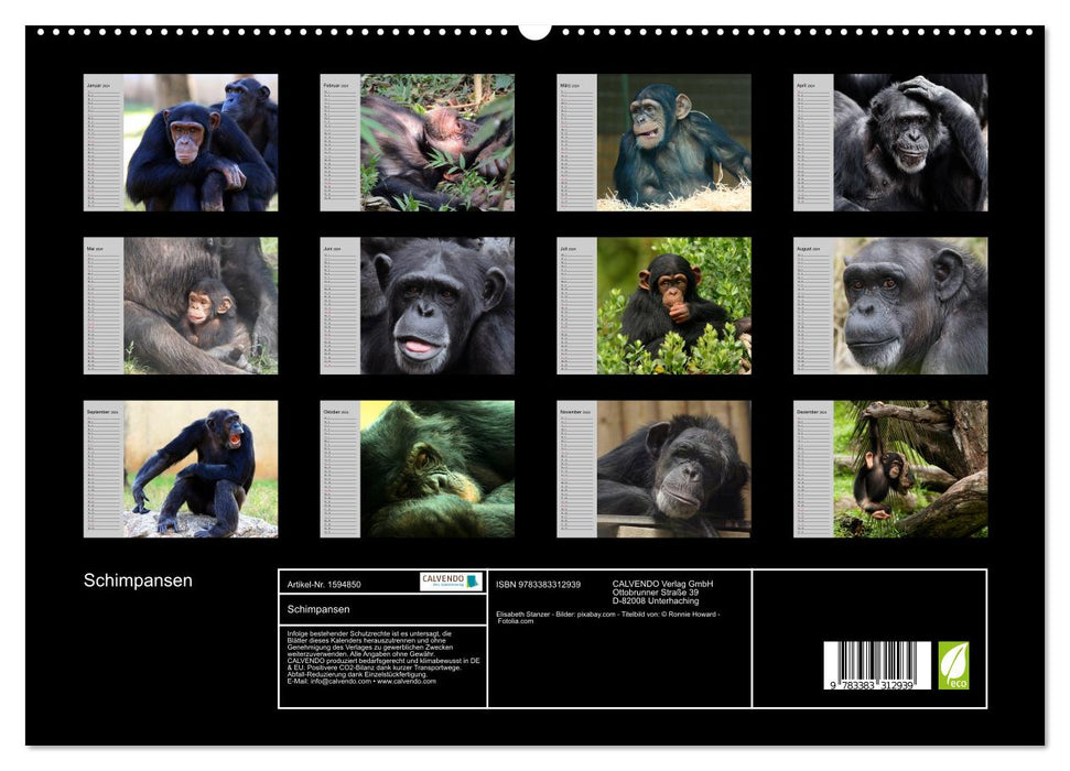 Schimpansen (CALVENDO Premium Wandkalender 2024)